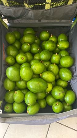Avocados