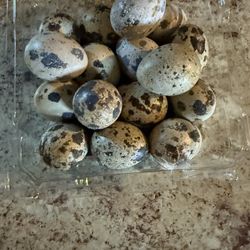 quail eggs $5 Dozen 