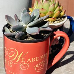 Beautiful Ceremic Pot With Succulents 