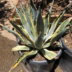 Agave Americana Variegated