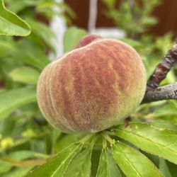 Donut Peach Tree White Sweet And Fragrant  6ft Tall 