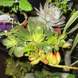 Small Assorted Succulent Pot