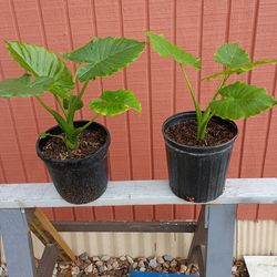 Plants elephant ears $12.00 each / cada Una in Donna inside the city not far from old 83 nice