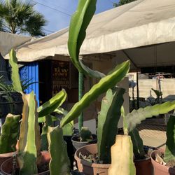 Dragon Fruit Cuttings In Various Sizes