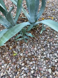 Blue Agave