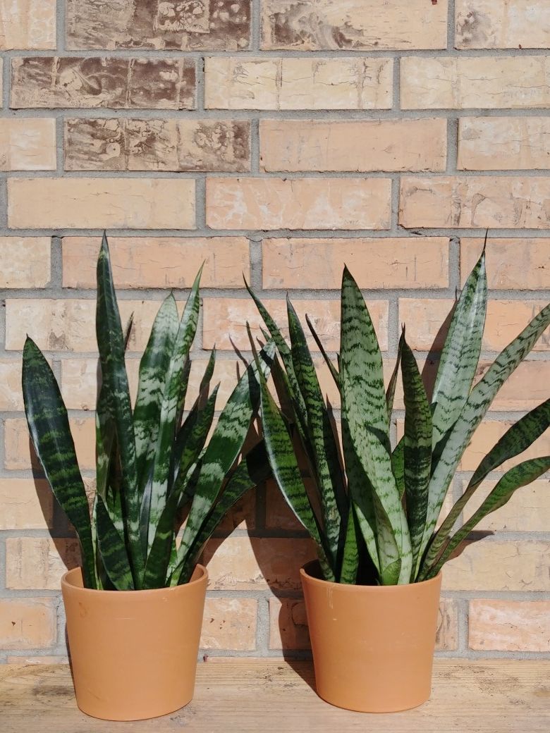 Snake plant in cylinder terracotta