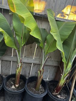 Large Leaf Red Banana Trees