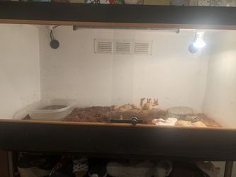 Savannah Monitor Habitat 