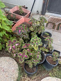 Coleus scutellarioides