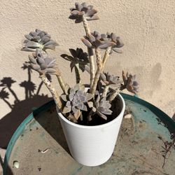 Succulents With Pot 