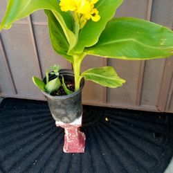 planta de clabel
