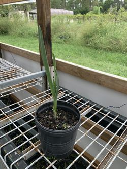 GARLIC STARTS