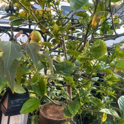 Fruits Trees !! FRUITS Trees 