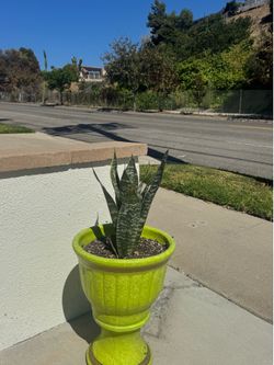 Plants!
