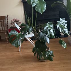 Large Monstera On Ceramic Plant