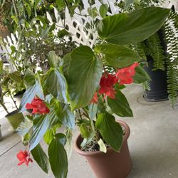 Begonia $16