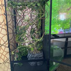 Chameleon Enclosure for Sale in Phoenix AZ OfferUp