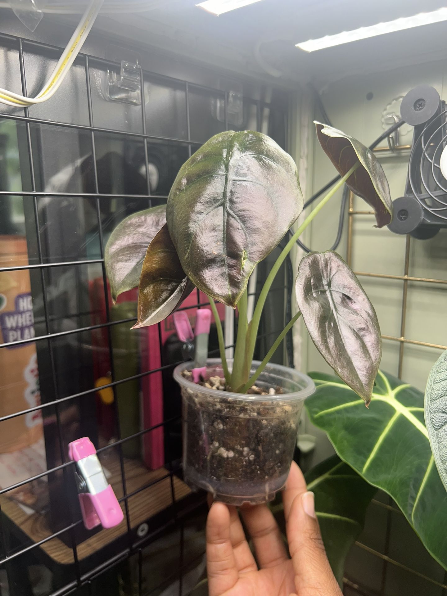 Smaller Alocasia Cuprea Plant