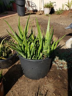 Aloe plants