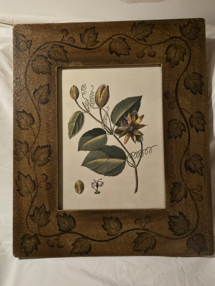 Framed Botanical Print