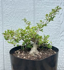 Yaupon Holly Bonsai Tree