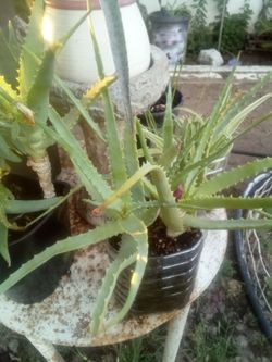 Aloe Vera Plant – Easy Care, Fast Growing Planta Aloe Vera – Fácil Cuidado