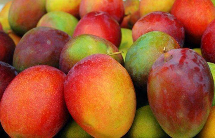 Grafted Petacon Mango Tree 😃😃😃😃🌿🌿🌿🌿ðŸ¥ðŸ¥ðŸ¥ðŸ¥