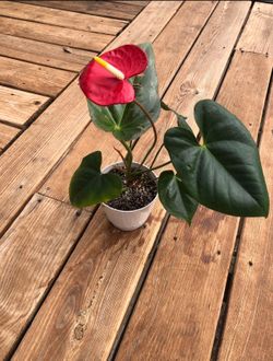 Anthurium Plants