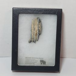 Mammoth Tooth Cross Section Pleistocene Hawthorne Formation Southeastern USA.