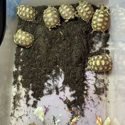 Tortoise Tank