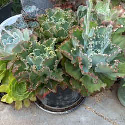 Hermosas Suculentas En Maceta De Cerámica En Todo Su Esplendor 