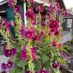 White Or Burgundy Hollyhock (I Mixed the colors🙈) Tall Perennial Plant.Please See All Pics.