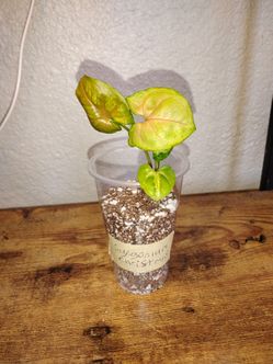 Syngonium podophyllum 'Christmas'