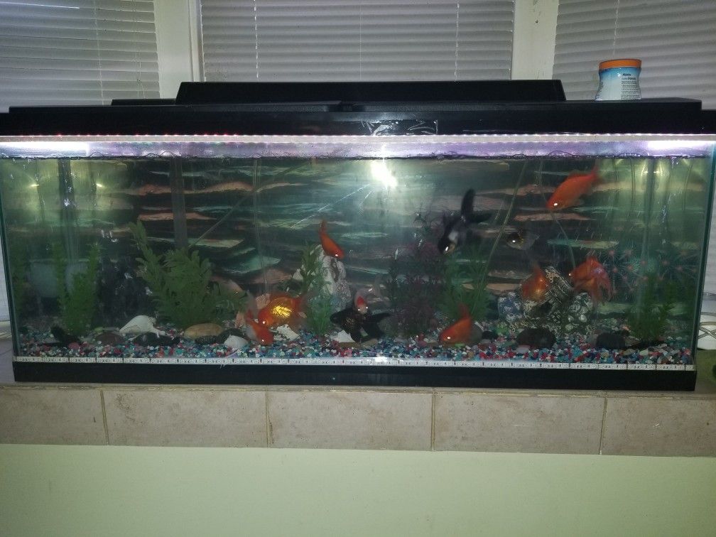 Fish tank 55" with two new air blower and the filter and everything inside
