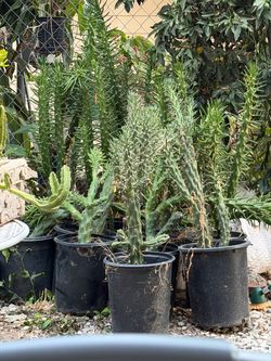 Eve pin cactus