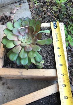 Succulent in box planter