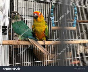 Bird cage