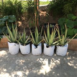 Aloe Vera  $20 Each