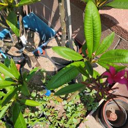 Plumeria Plant