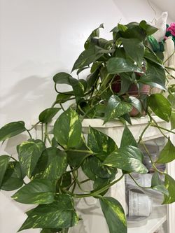 Golden Pothos cuttings