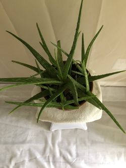 Aloe