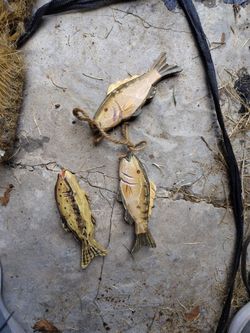 Wood fish
