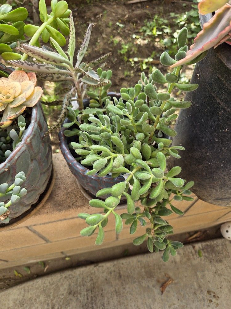 Variety of Succulent Plants