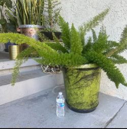 Foxtail Fern