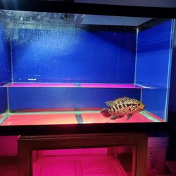 Blue Fish Tank 65 Gallon Aquarium