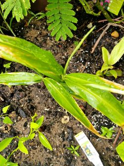 Ginger plants