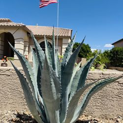 Baby Blue Agave Plants