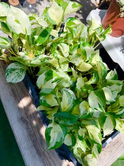 Plants (4”pot🌿Manjula pothos $12 each)