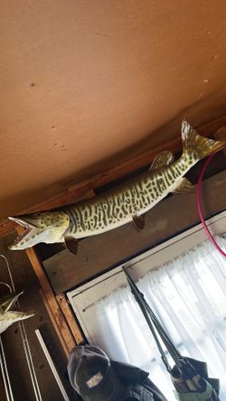 Musky Mount