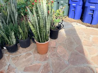 House plant indoor outdoor plant $20 each snake plant dracena
